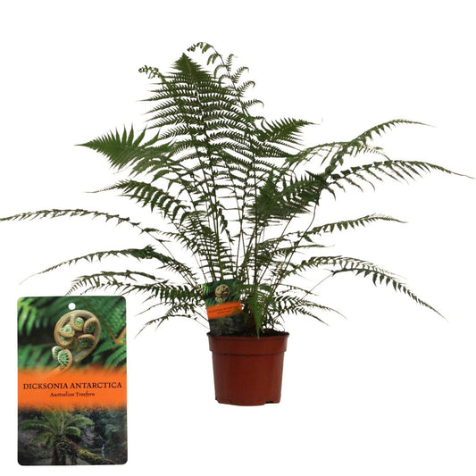 Dicksonia antarctica 70cm 24cm Pot