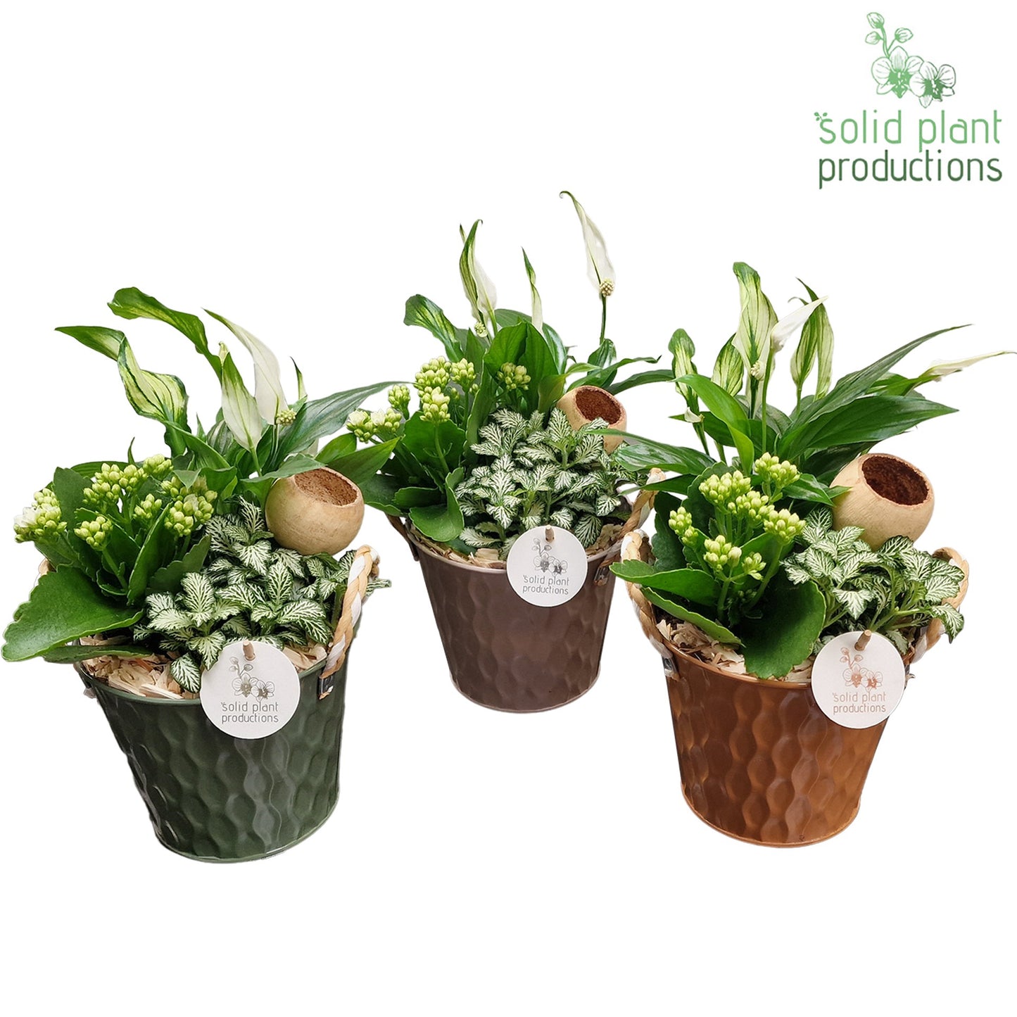 Solid Plant Productions SP015 Detroit Pack of 6