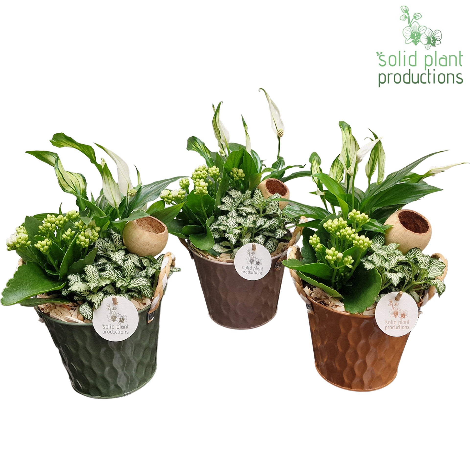 Solid Plant Productions SP015 Detroit Pack of 6