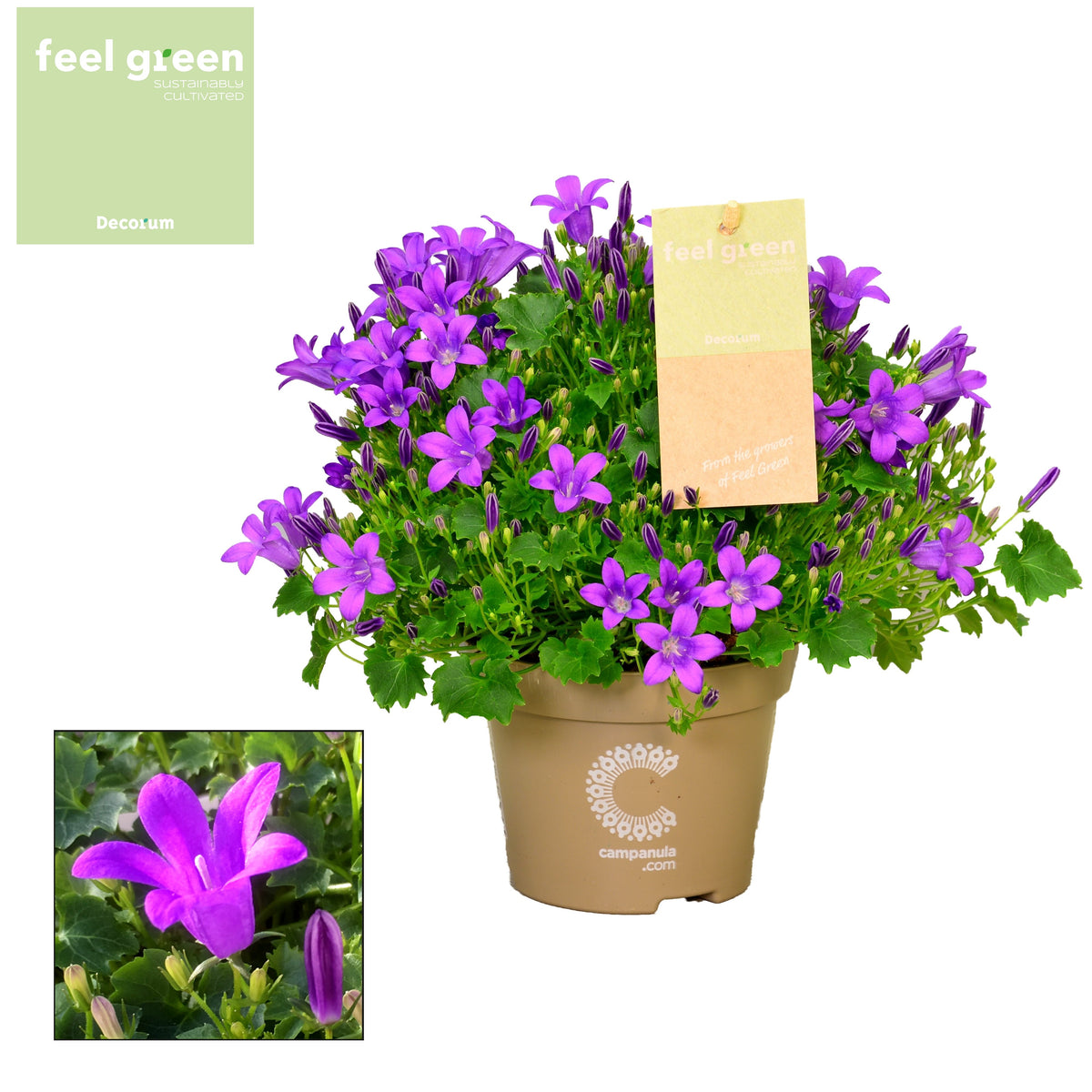 Campanula Porto 17cm 11cm Pot