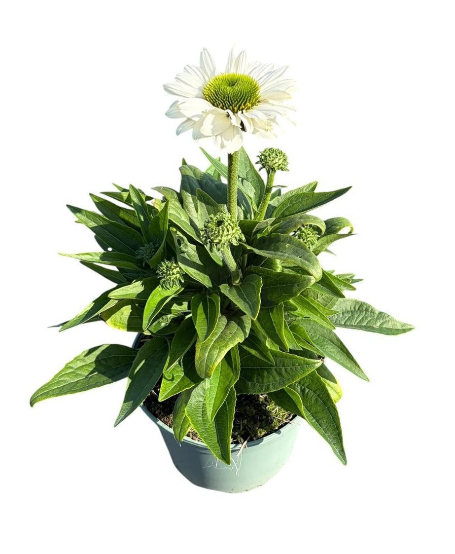 Echinacea SunSeekers White Perfection 50cm 19cm Pot