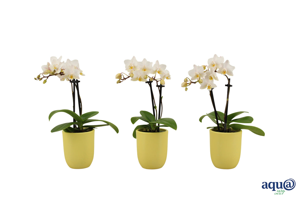 Phalaenopsis hybrid 17cm 6cm Pot