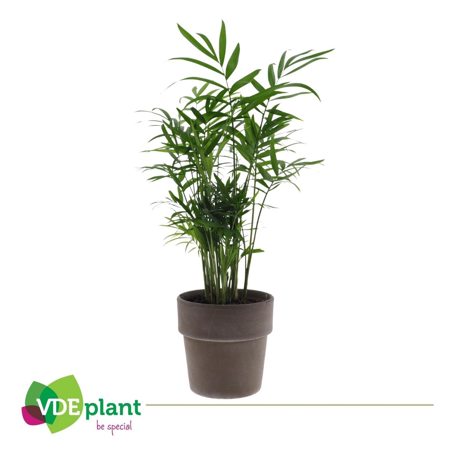 VDE plant BV Chamaedorea elegans Pack of 6