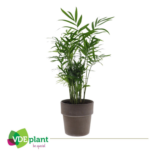 VDE plant BV Chamaedorea elegans Pack of 6