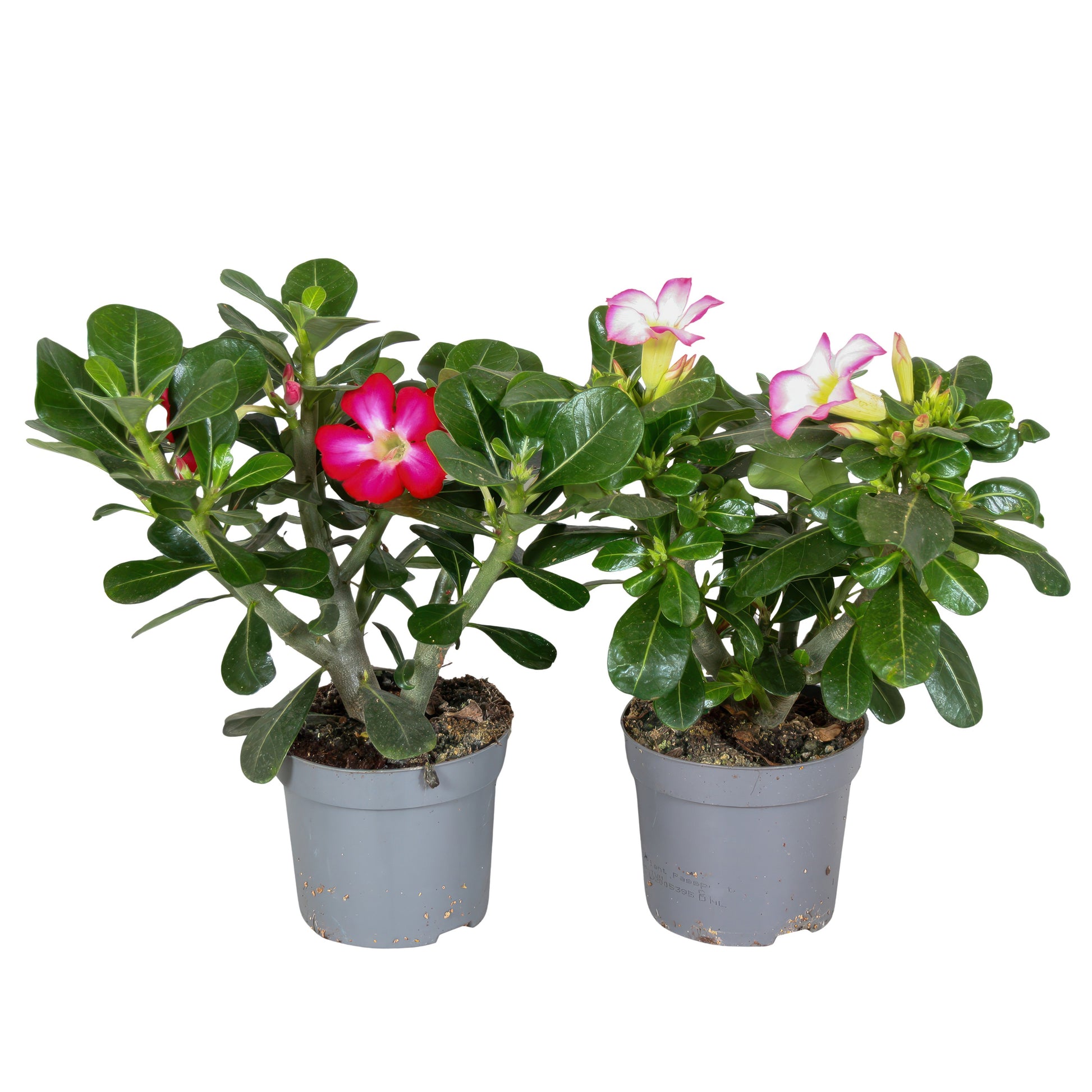 Adenium mix 25cm 13cm Pot