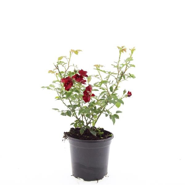 Rosa Rote The Fairy 25cm 14cm Pot