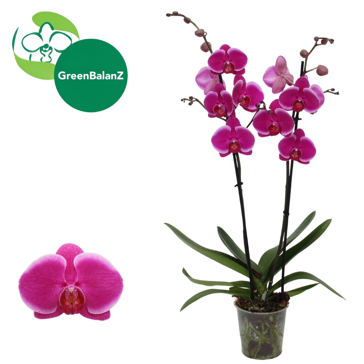 Phalaenopsis Durban 55cm 12cm Pot