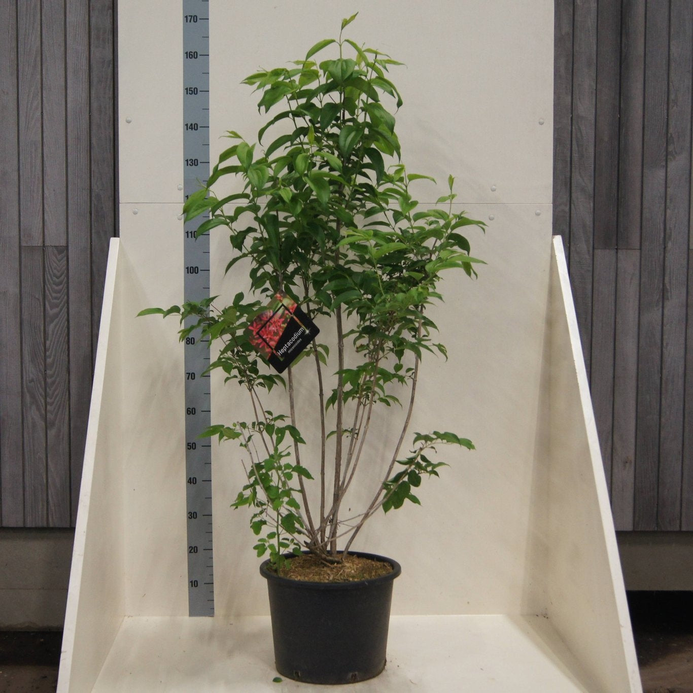 Heptacodium miconioides 150cm 40cm Pot