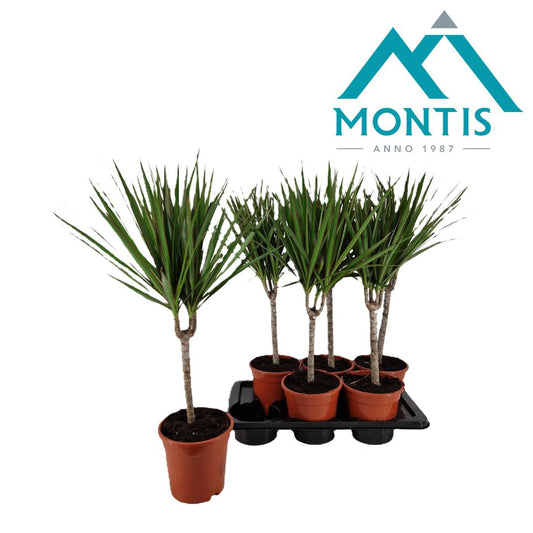 Dracaena marginata 60cm 17cm Pot