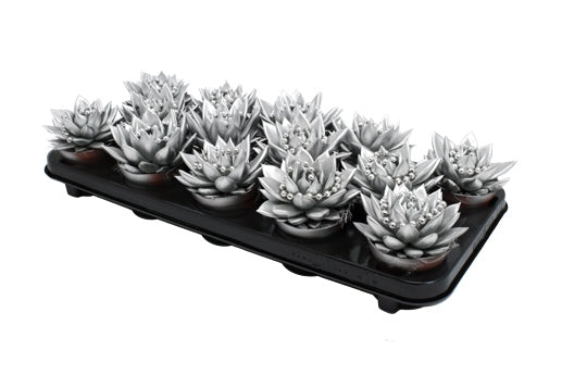 Echeveria Silver Pearl 11cm 8.5cm Pot