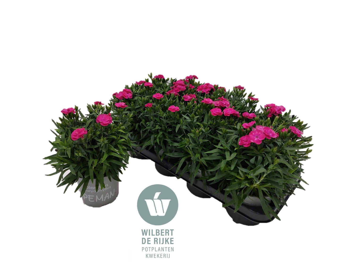Dianthus Peman Violet 25cm 12cm Pot
