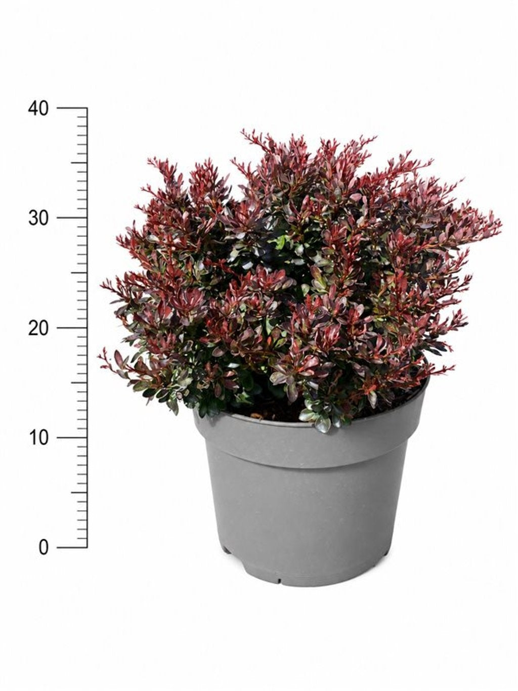 Berberis thunbergii Bagatelle 40cm 26cm Pot