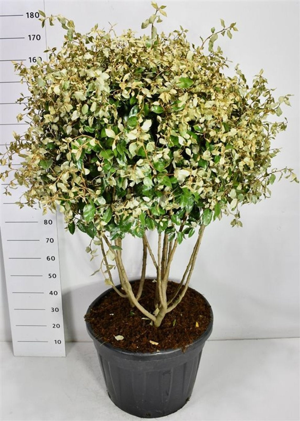 Elaeagnus ebbingei 160cm 65cm Pot