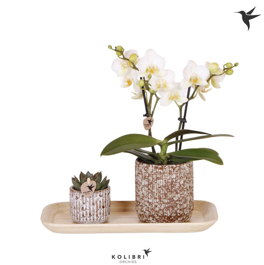 arr. Gift set Colonial Green Cognac 40cm 18cm Pot