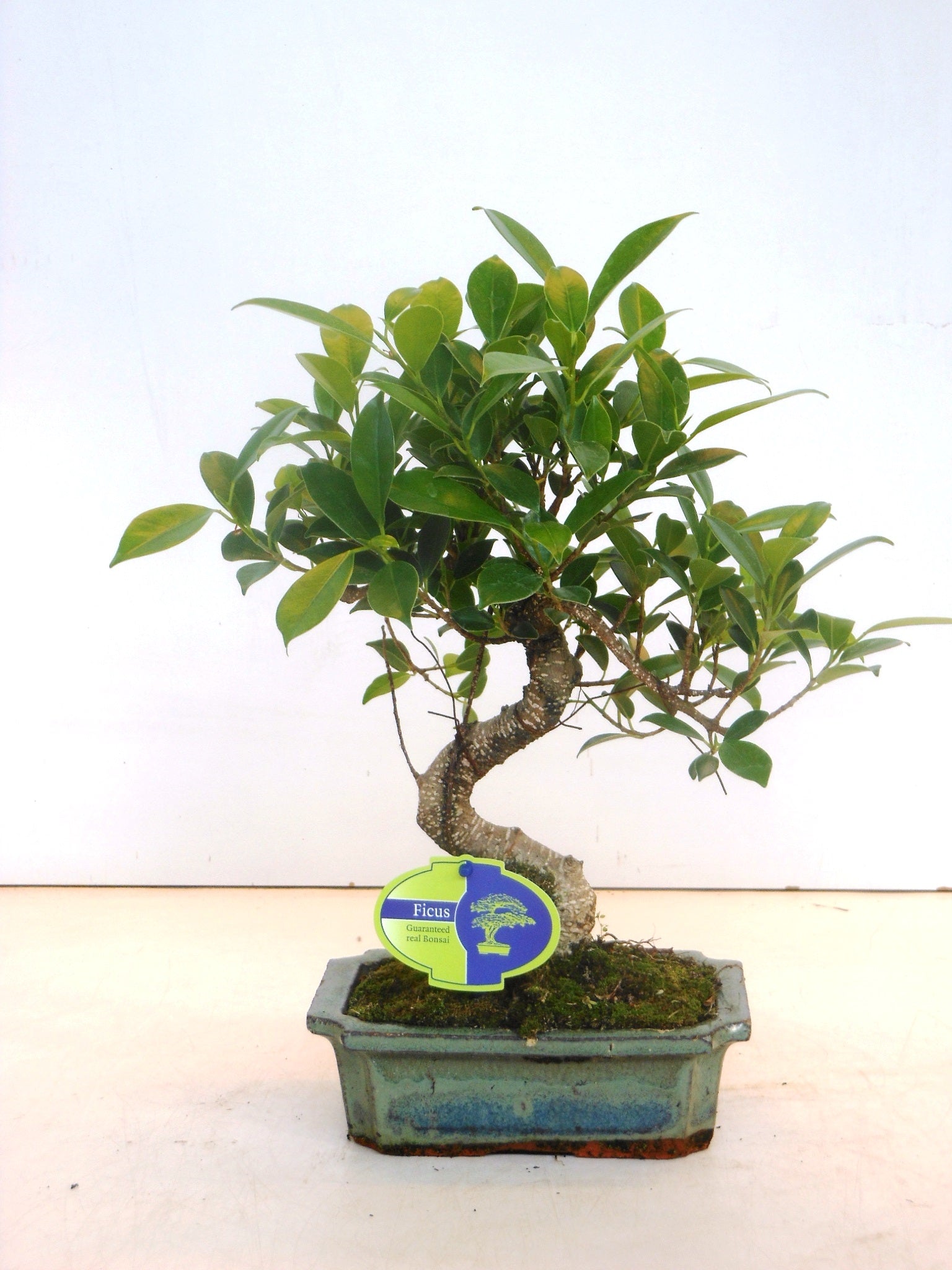 Bonsai Mix 35cm 20cm Pot