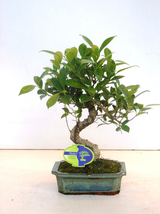 Bonsai Mix 35cm 20cm Pot