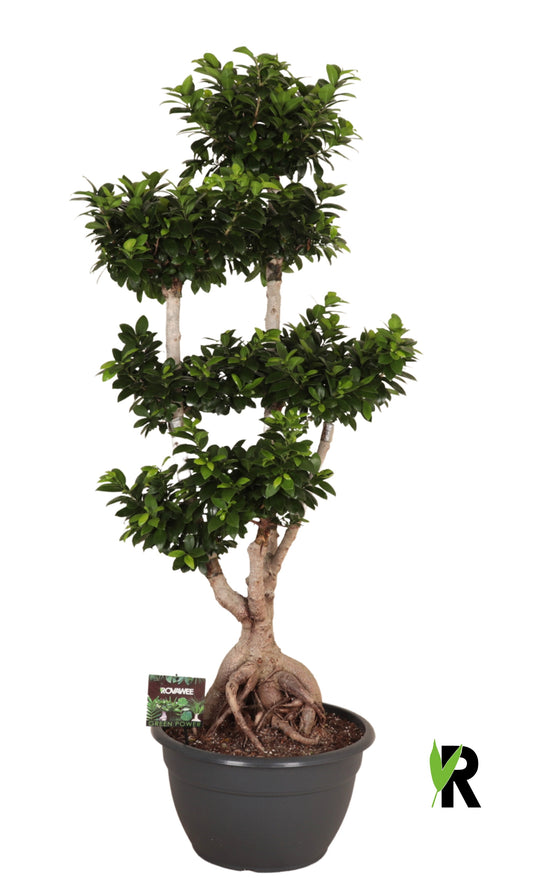 Ficus Ginseng 170cm 45cm Pot