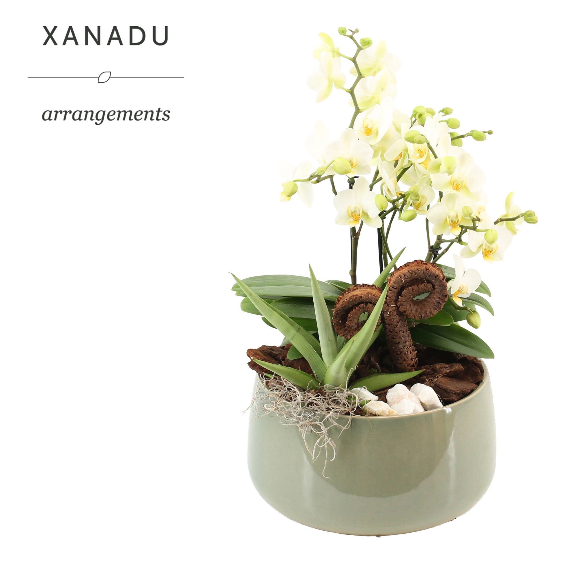 Xanadu Lucerne 40cm 24cm Pot