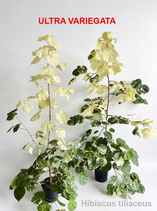Plants 180cm 27cm Pot