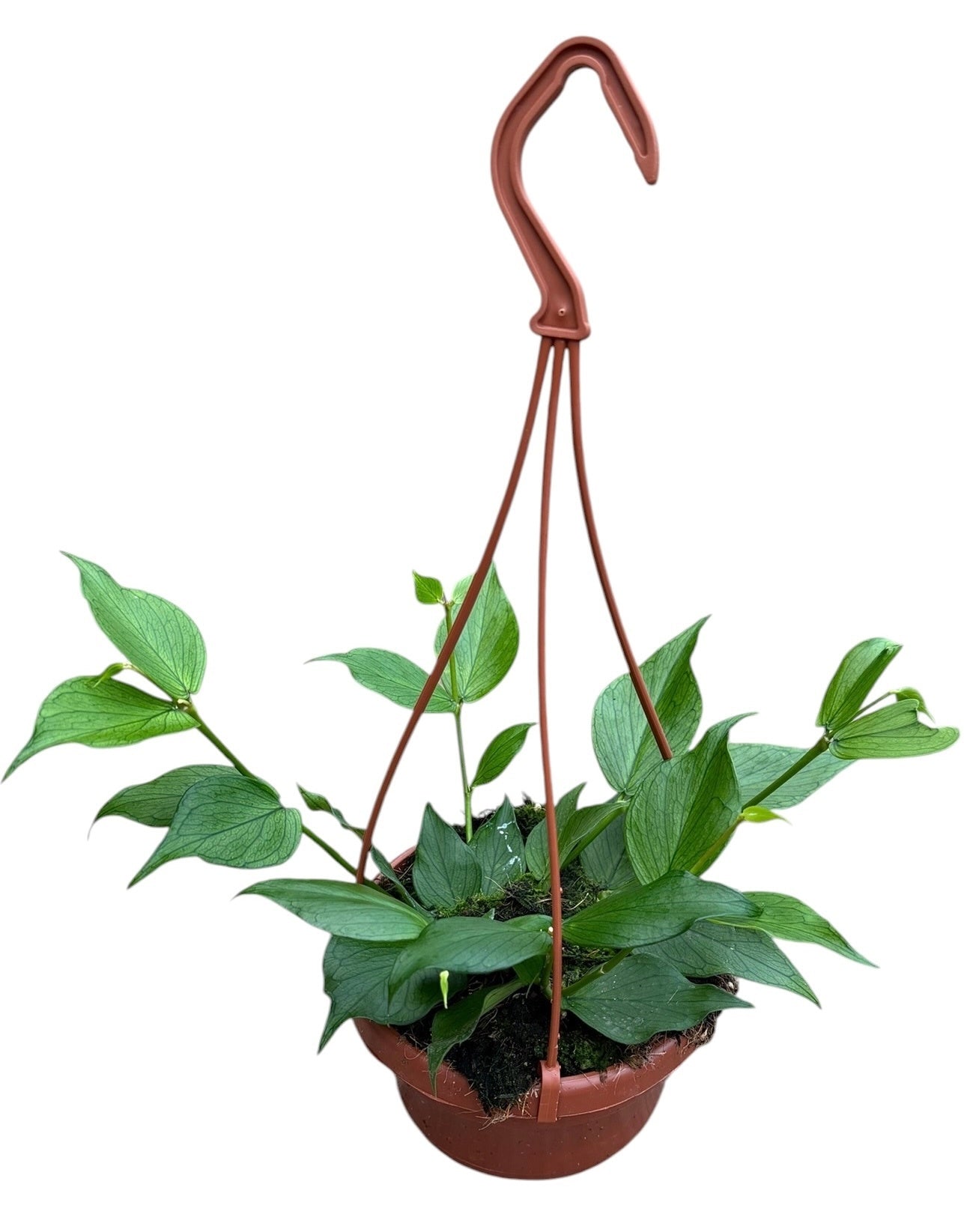 Hoya australis 30cm 14cm Pot
