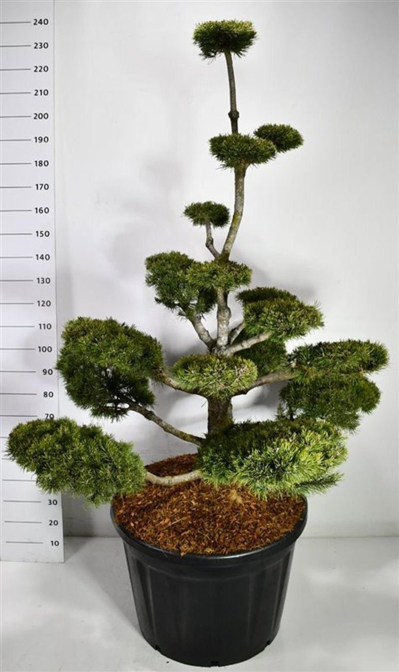 Pinus mugo Gnom 240cm 80cm Pot