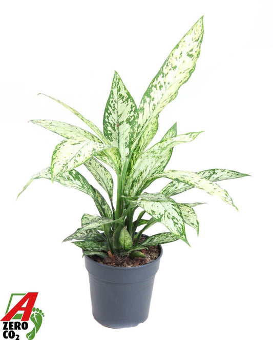 Dieffenbachia Vesuvius 70cm 19cm Pot