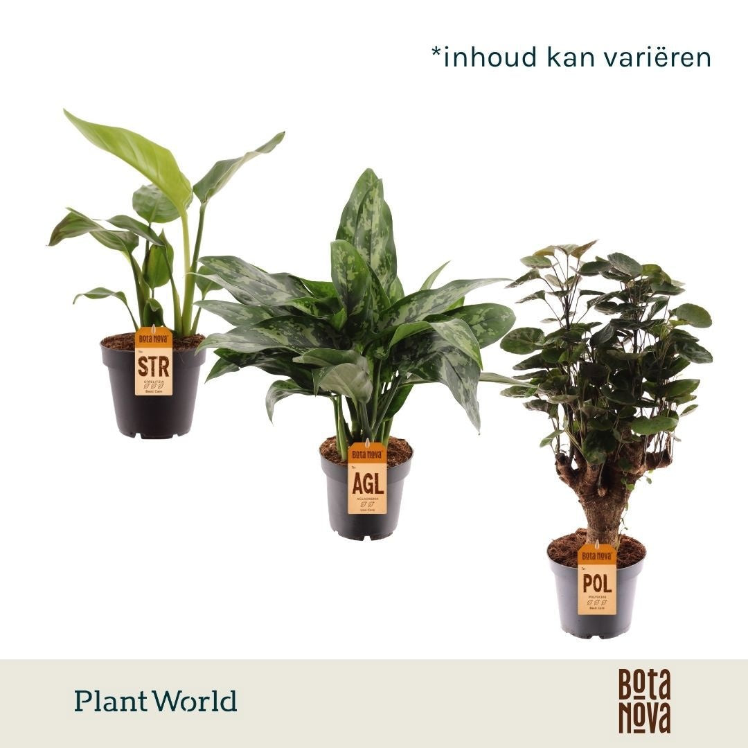 Foliage houseplants mix 30cm 12cm Pot
