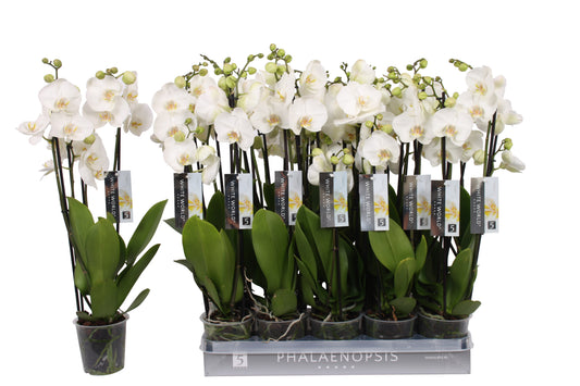 Phalaenopsis White World 70cm 12cm Pot