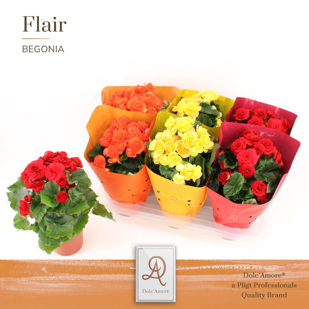 Begonia elatior  mix 31cm 14cm Pot