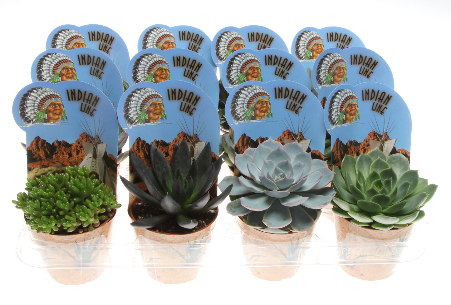 Euro Cactus Holland Bv Potcover indian line succulenten mix Pack of 12
