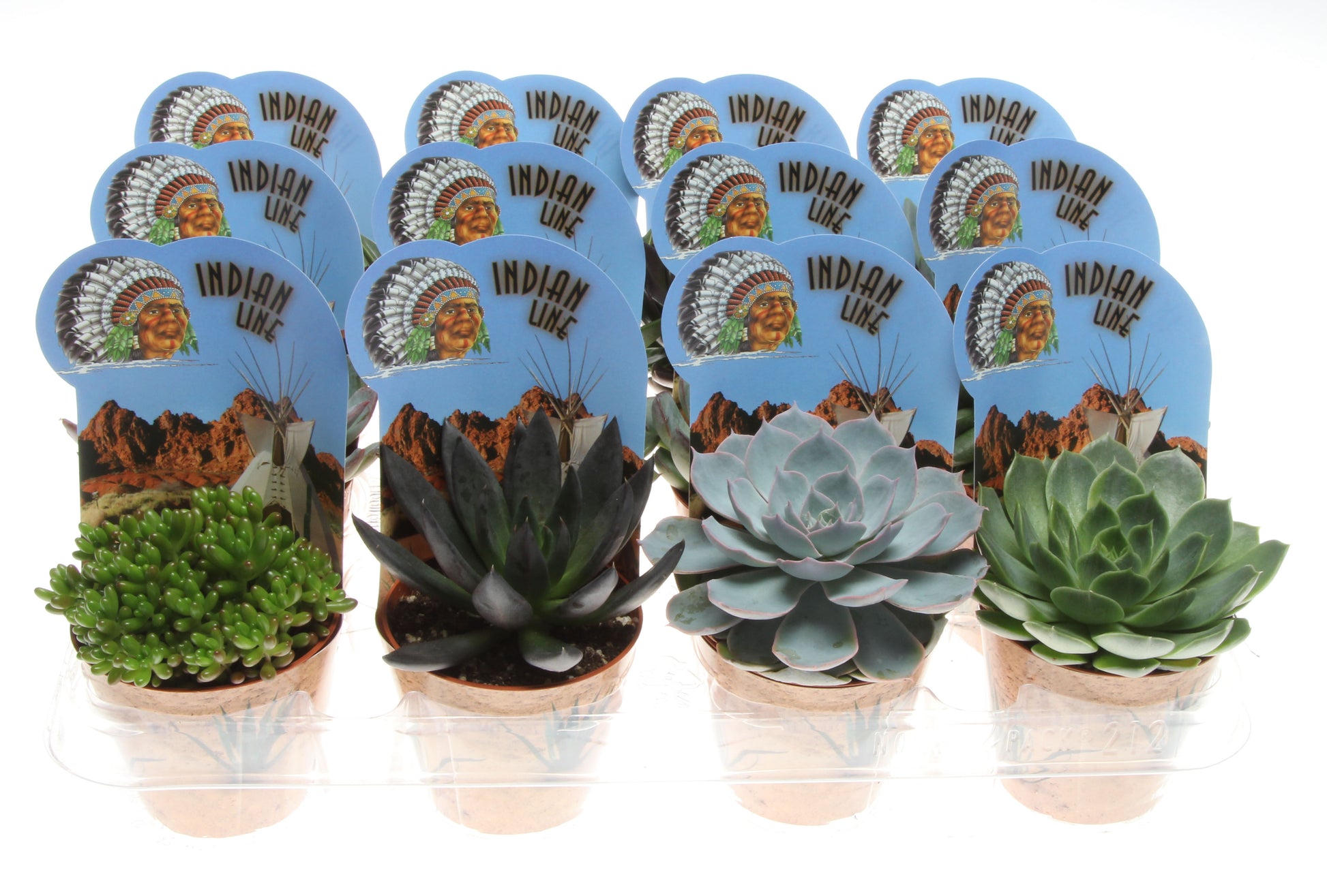 Potcover indian line succulenten mix 12cm 8.5cm Pot