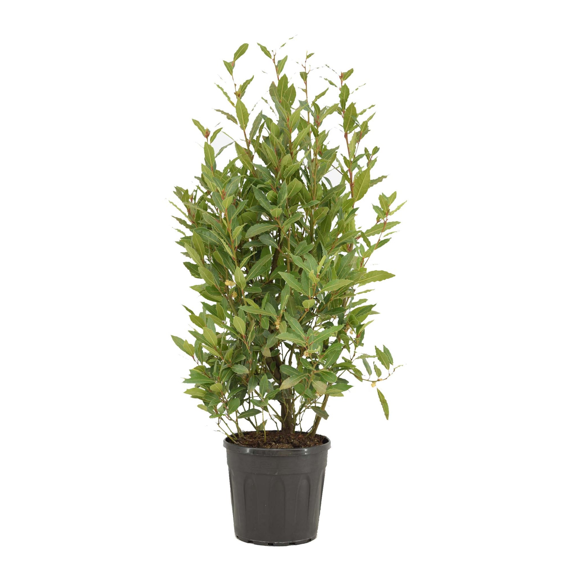 Laurus nobilis 110cm 25cm Pot