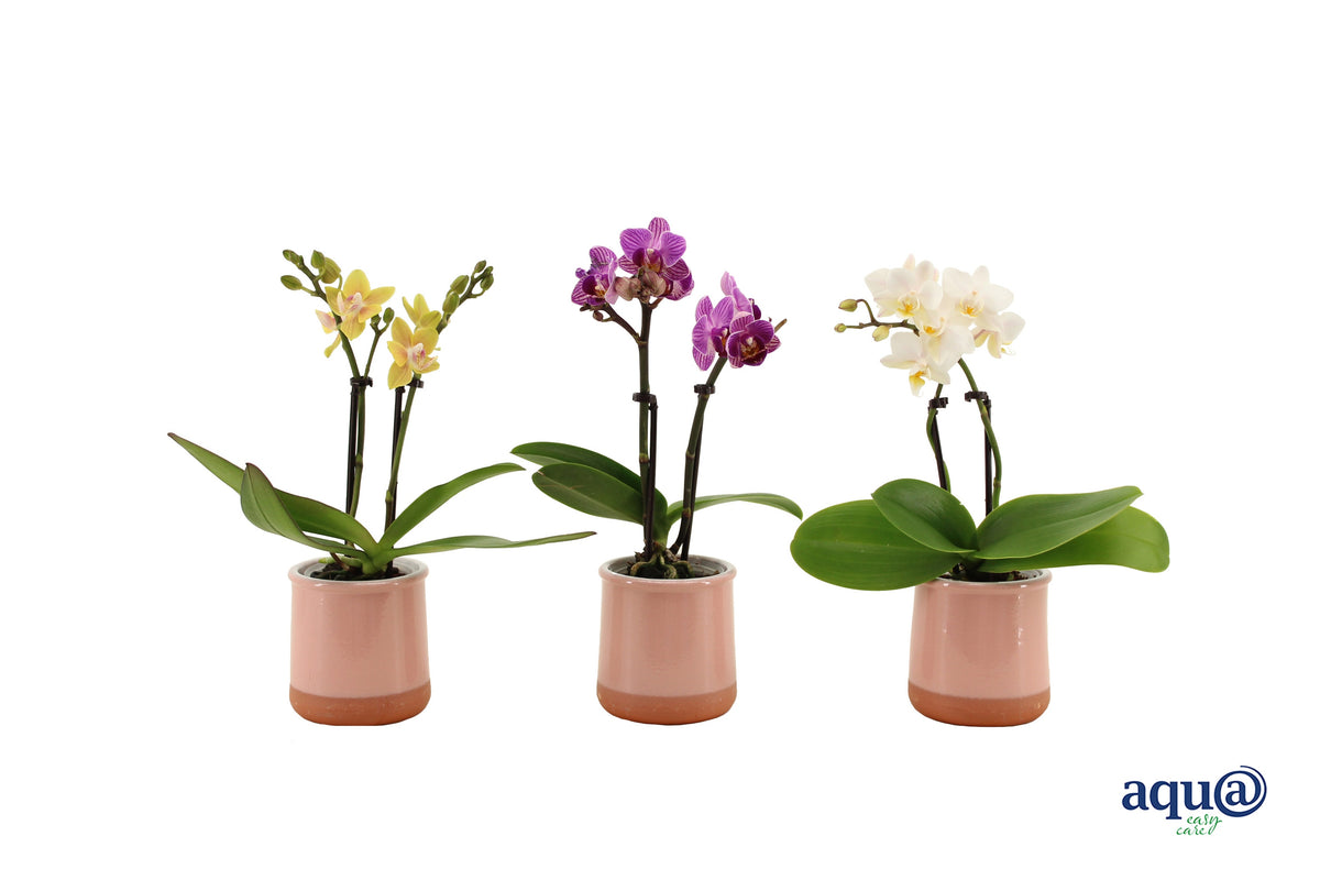 Phalaenopsis hybrid 17cm 6cm Pot
