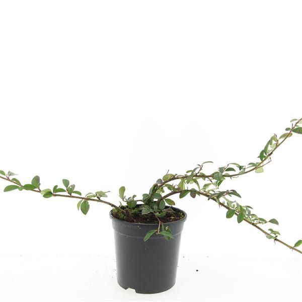 Cotoneaster dam. Major 10cm 14cm Pot
