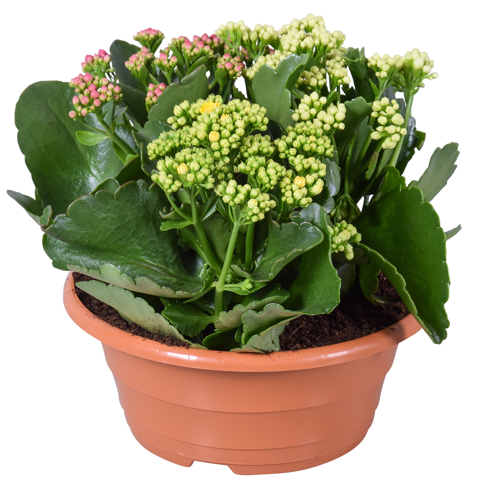 Kalanchoe carnaval 25cm 23cm Pot