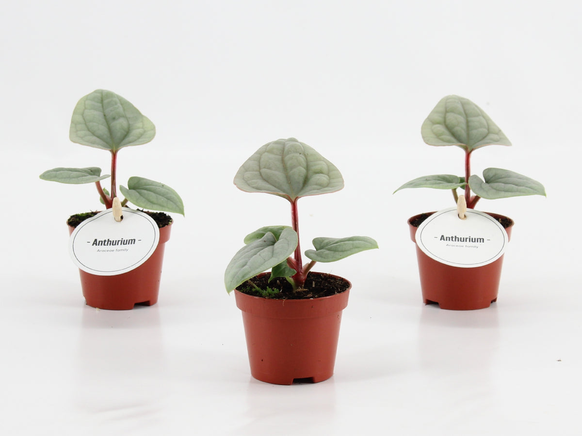 Anthurium andraeanum 20cm 6cm Pot