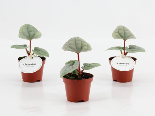 Anthurium andraeanum 20cm 6cm Pot