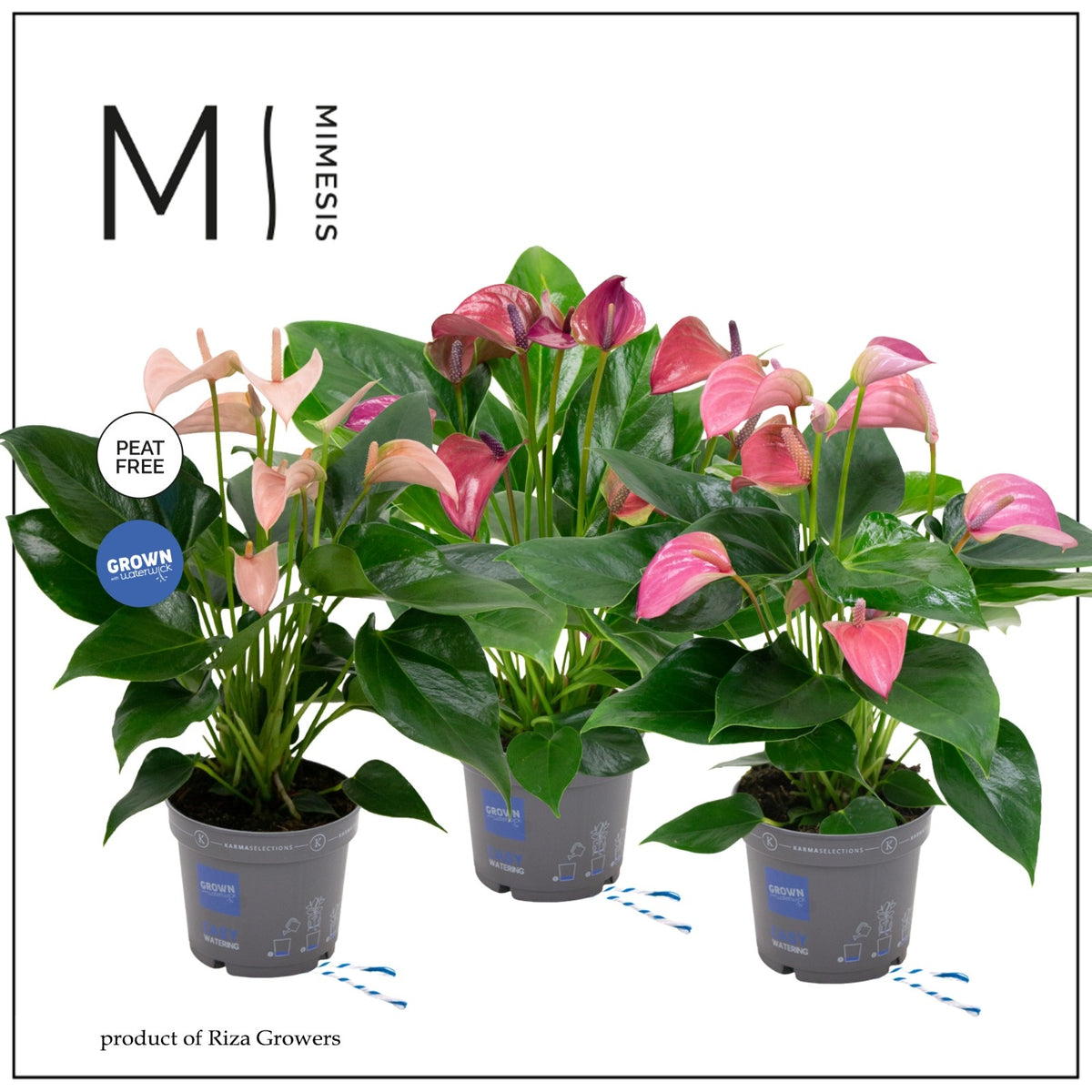 Anthurium mix 40cm 12cm Pot