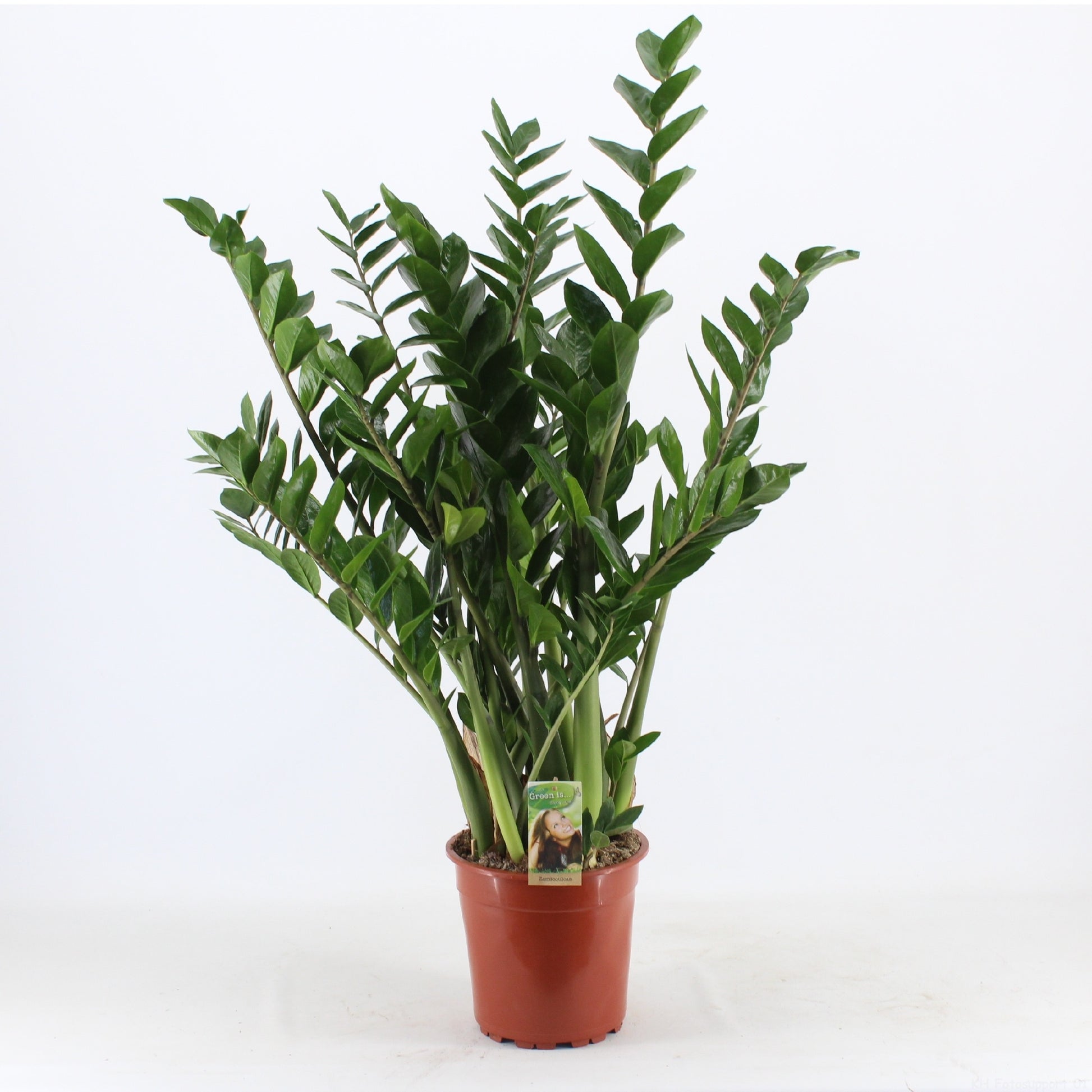 Vireo-Hedera plant BV Zamioculcas zamiifolia Pack of 1