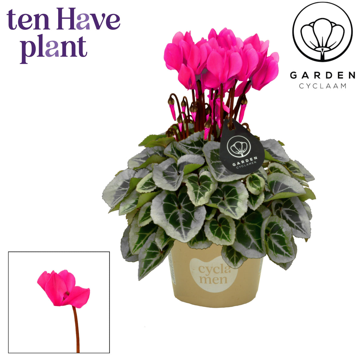 Cyclamen Garden 25cm 10.5cm Pot