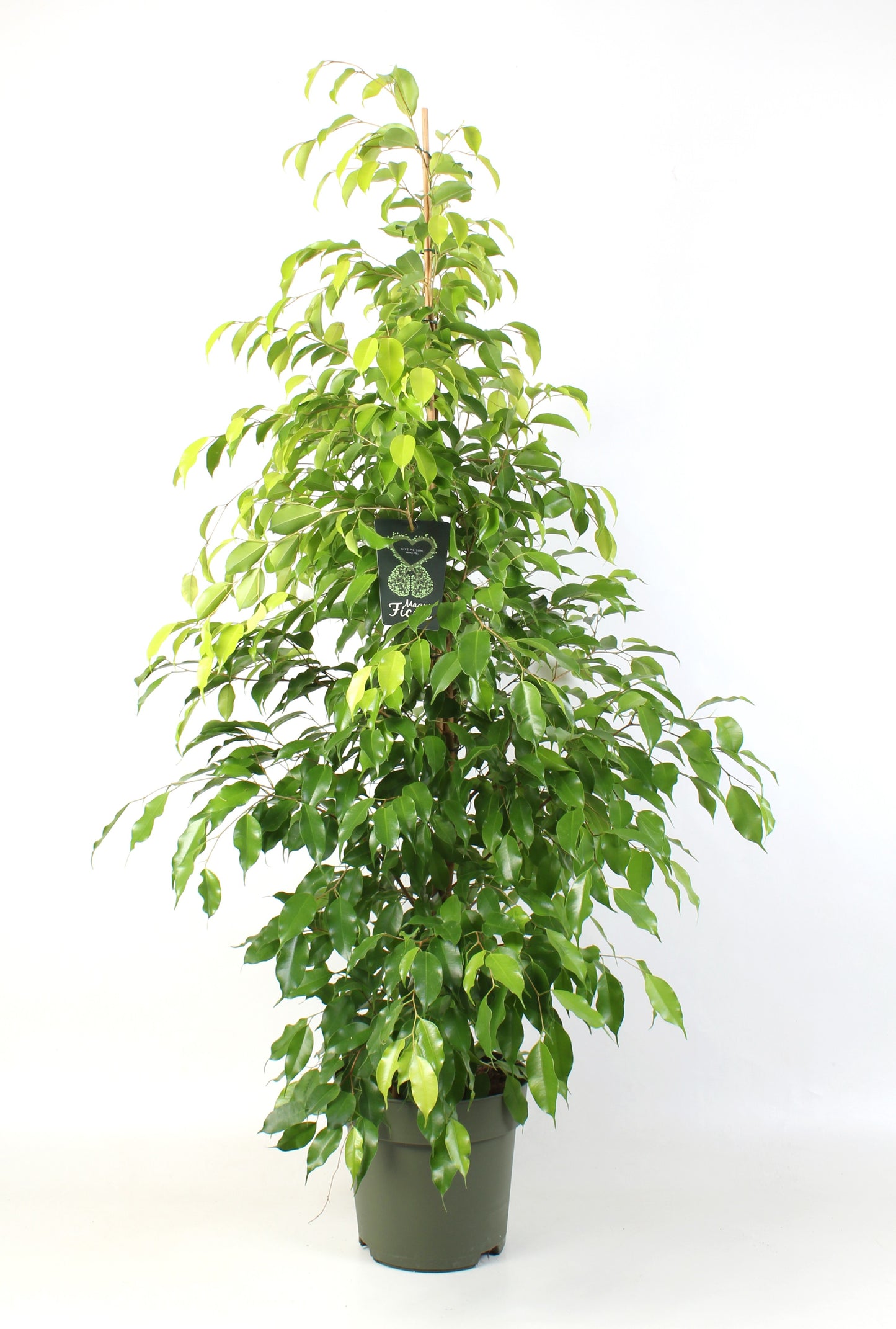 Schenkel BV, Kwekery de Ficus benj. Reginald Pack of 5