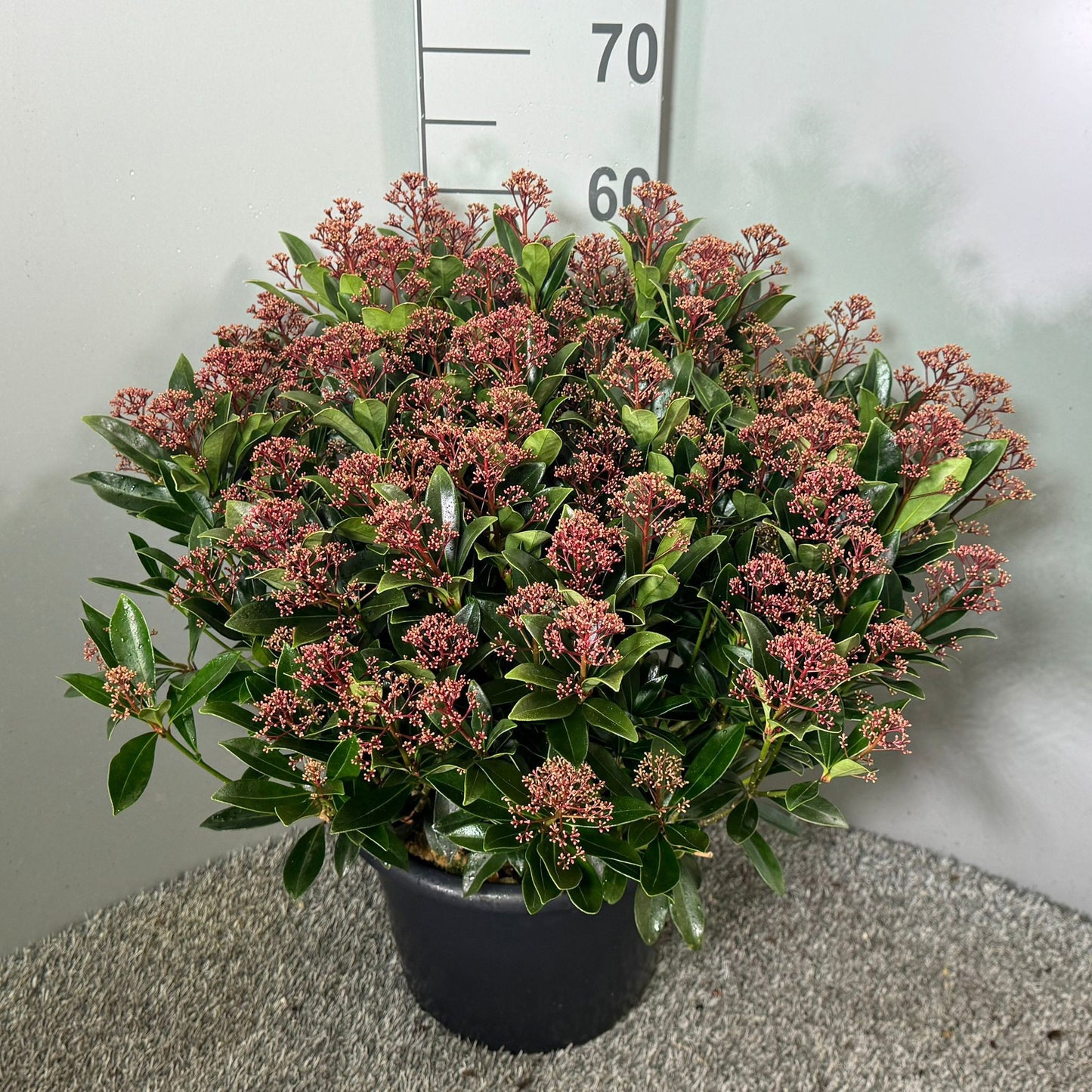 Skimmia japonica 65cm 31cm Pot