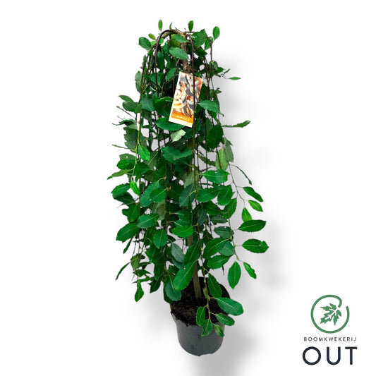 Salix caprea Kilmarnock 110cm 23cm Pot