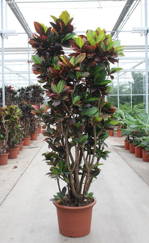 Codiaeum Petra 240cm 50cm Pot