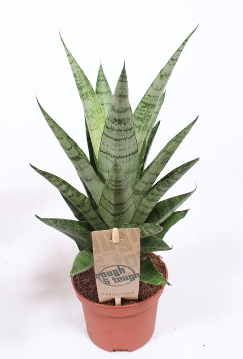 Sansevieria Tough Lady 30cm 10.5cm Pot