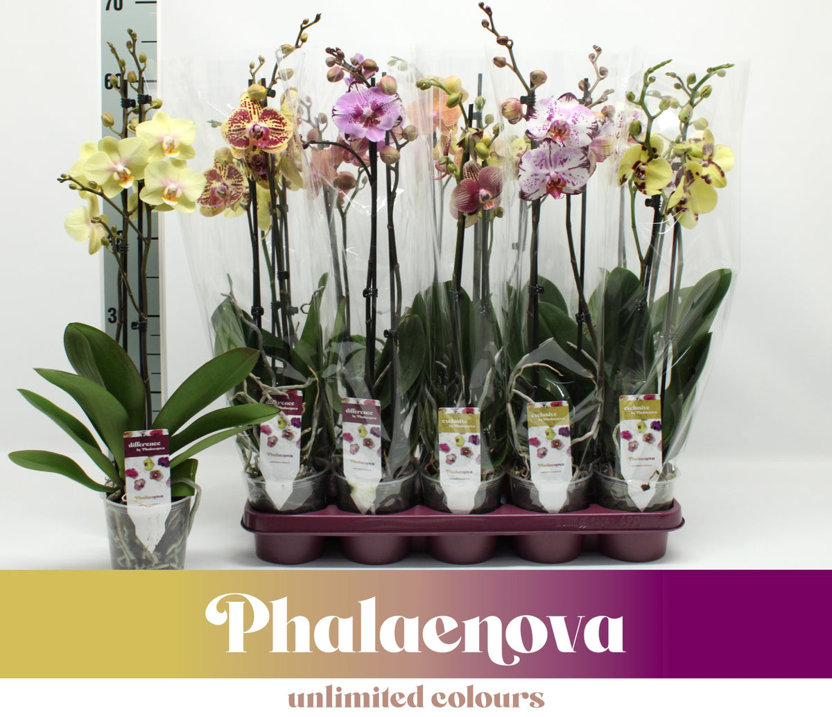 Phalaenopsis mix 60cm 12cm Pot