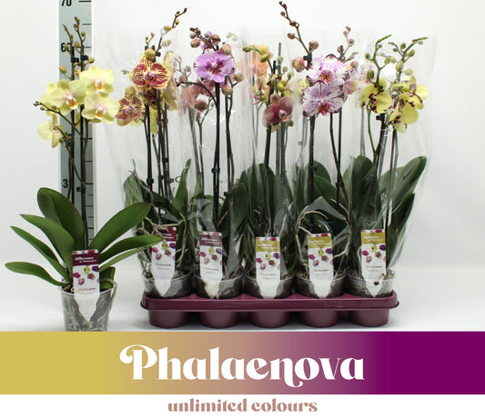Phalaenopsis mix 60cm 12cm Pot