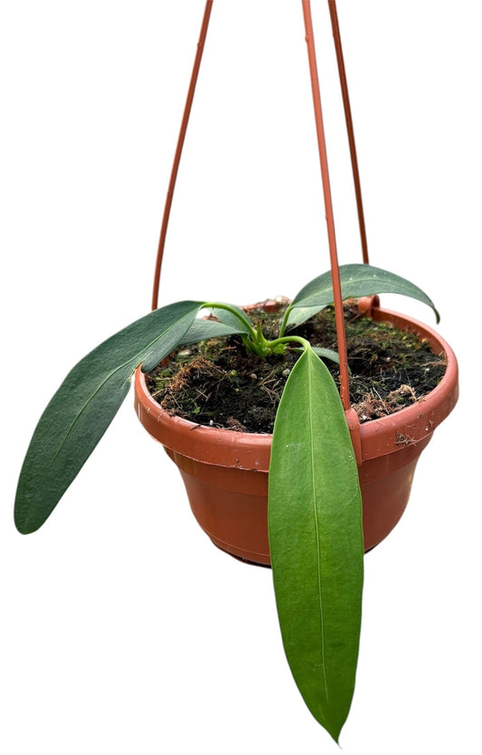 Anthurium Wendlingeri 20cm 14cm Pot
