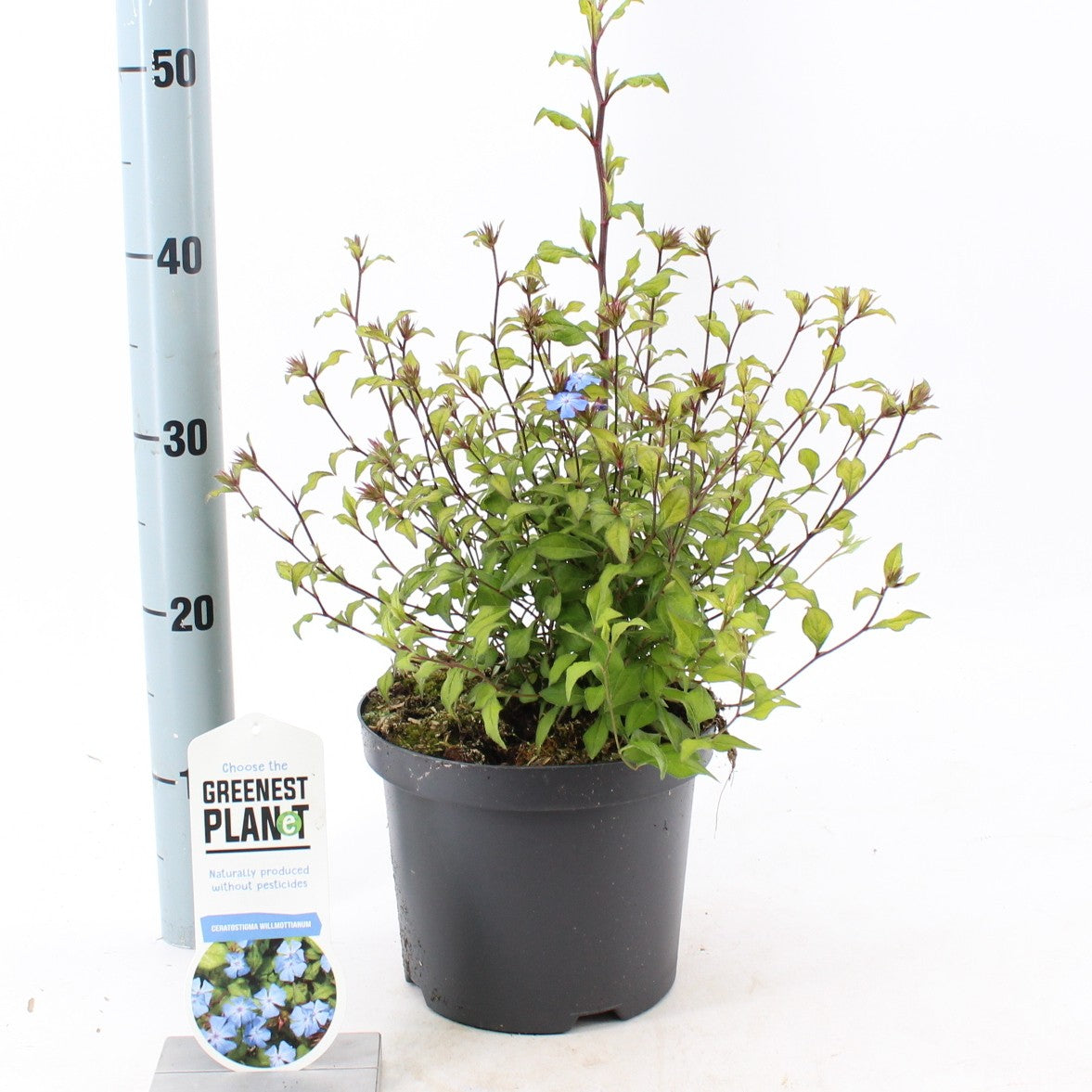 Ceratostigma willmottianum 25cm 19cm Pot