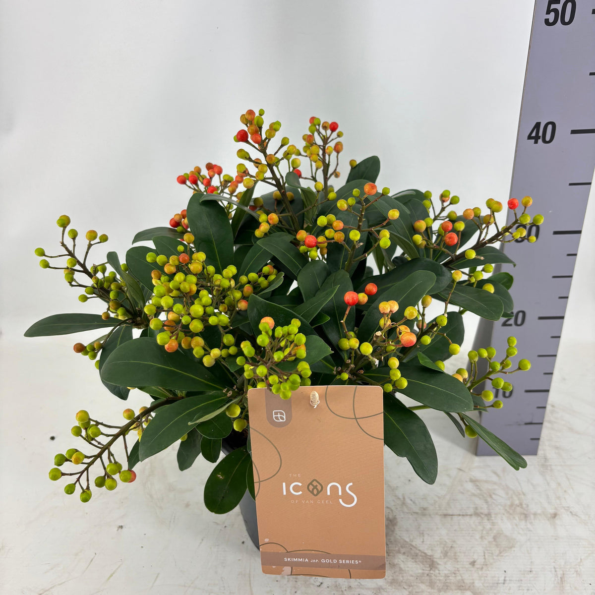Skimmia japonica Beautiful 45cm 19cm Pot